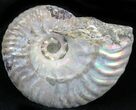 Silver Iridescent Ammonite - Madagascar #29877-1